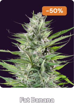 Fat Banana Halloween-4